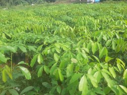 Mirigama Nursery